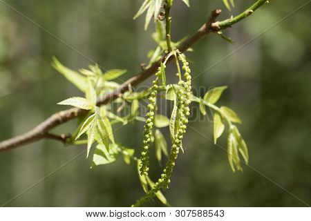 Flowers Of A Bitternut Hickory, Carya Cordiformis.