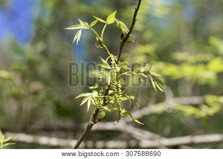 Flowers Of A Bitternut Hickory, Carya Cordiformis.