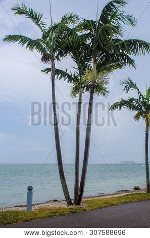 Palm Trees In A Starom At Bird Key Car Park - Sarasota, Florida - November 3, 2018