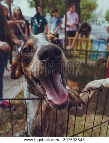 Puppy Dog Happy To See People That Come To Pet Him
