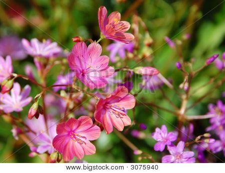 Pretty Pink