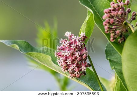 Milkweed Flower (asclepias) Portrait Just Beginning To Bloom In Late Spring, Ready For Monarch Butte