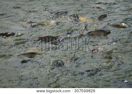 Fish Feeding Frenzy