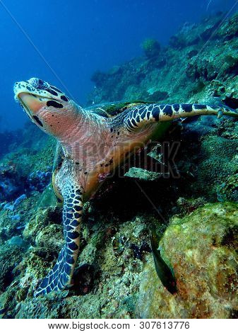 Closeup With The Hawksbill Sea Turtle During A Leisure Dive In Tunku Abdul Rahman Park, Kota Kinabal