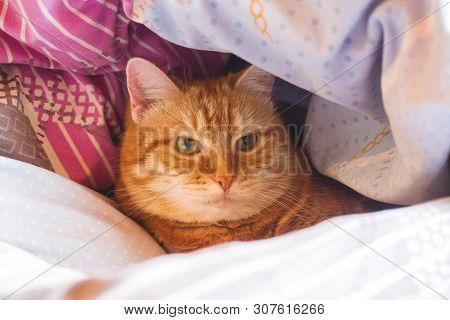 Ginger Cat Years On The Bed In A Blanket. Cozy Home And Relax Concept.