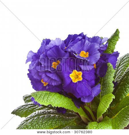 Blå blomstrende Primula primula polyanthus isoleret på hvid