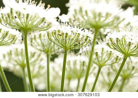 Unusual Cow-grass Flower