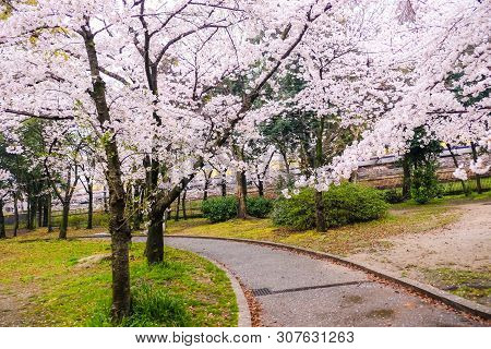 Pink Sakura Blooming Flower With Pathway