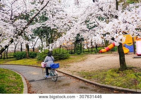 Pink Sakura Blooming Flower With Pathway