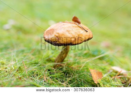 nature, environment and mushrooms concept - brown cap boletus growing in autumn forest
