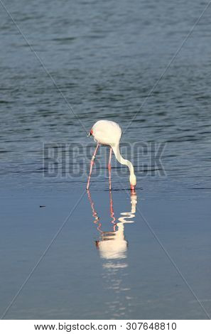 Flamingo In Molentargius Park Of Cagliari. Sardinia, Italy