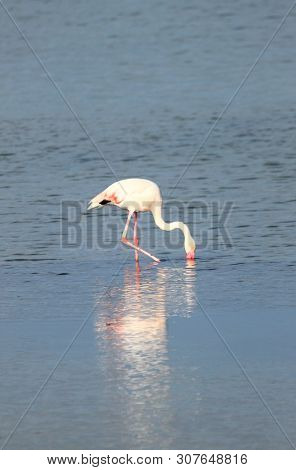 Flamingo In Molentargius Park Of Cagliari. Sardinia, Italy