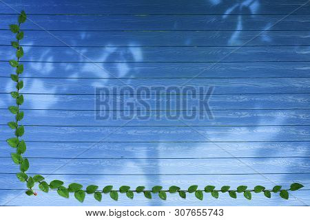 Green Leaves Of Mexican Daisy Nature Border And Shadow Tree On Blue Wood Background
