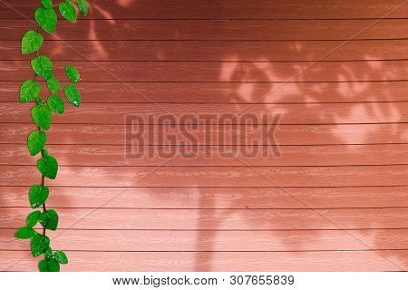 Green Leaves Of Coatbuttons Nature Border And Shadow Plant Tree On Red Wood