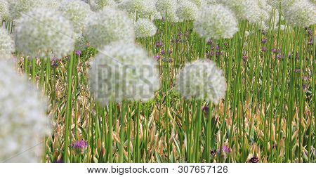 Globe Thistle (echinops Bannaticus Star Frost) Flower Field On Summer Day Outdoors. Nature View Of R