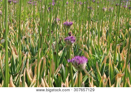 Small Purple Flower Bulbs And Green Stalks Nature View Of Empty Meadow Outdoors
