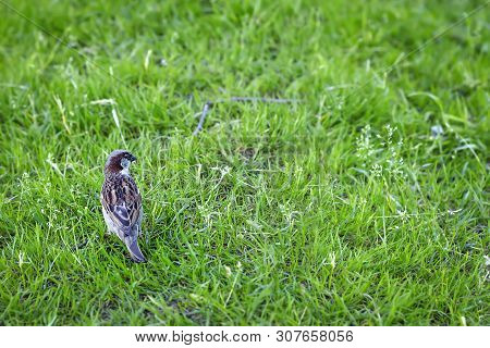 Little Sparrow In The Grass. Park. Wildlife. Green Grass. Summer.