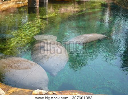 Huge Manatees (sea Cows), Swimming Gracefully Eating Grass.