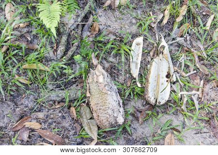 Malnourished Durian Tree Produces Fruits Without Flesh