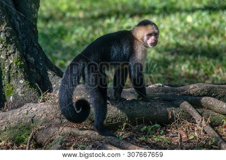 White-headed Capuchin Monkey (cebus Capucinus) Resting In National Park Manuel Antonio - Costa Rica