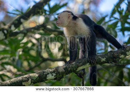 White-headed Capuchin Monkey (cebus Capucinus) Resting In National Park Manuel Antonio - Costa Rica