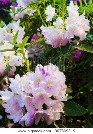 Pale Pink Rodendrons In A Botanical Garden