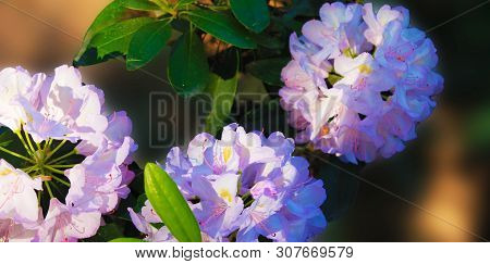 Three Blue Rodendron Sunbathe On The Sun