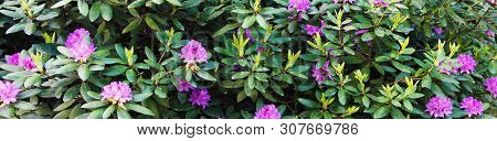 Panorama With Rodendrons During Summer Flowering In The City Park