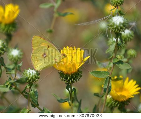 In The Garden, A Yellow Butterfly Sits On A Yellow Flower In Summer.