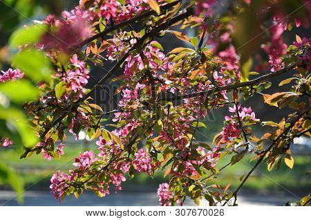The Branches Of A Paradise Apple Tree Are Covered In Pink. Sunny Day In Spring.