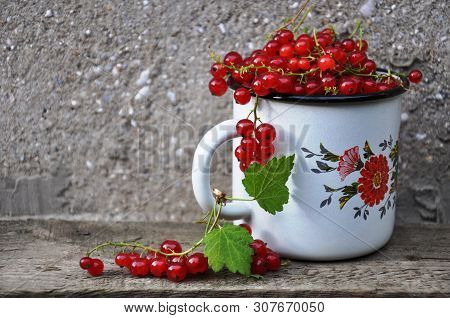 Iron White Mug With The Fruits Of Bright Red Currants.