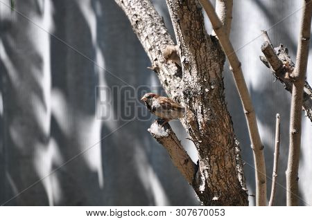 A Sparrow Sits On A Lilac Tree On A Bright Sunny Day. Disguise. Light And Shade.