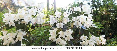 Morning Dawn With White Rodendrons. Rodendron Panorama