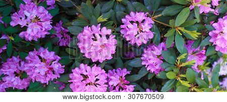 . Rodendron Flowers Shine With Their Beauty On A Sunny Day.