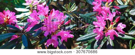 Pink Rodendrons Hide In The Shadow Of Trees. Panorama