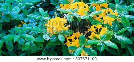 Panorama With Beautiful Orange Rodendrons. Rodendron Bushes Meet The Morning Dawn