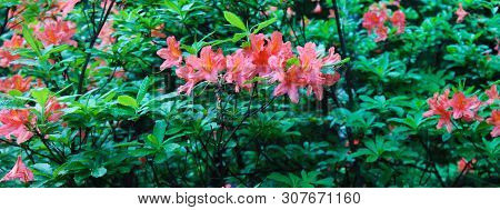 Beautiful Red Rodendrons Rejoice In The Sun And Are Buried In Dew. Rodendron Panorama