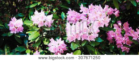 Rodendrons Adorn The Botanical Garden. Beautiful Panorama With Pink Summer Rodendrons On The Backgro