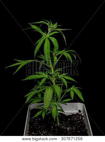 Young Green Auto Glueberry Variety Of Marijuana With Black Background