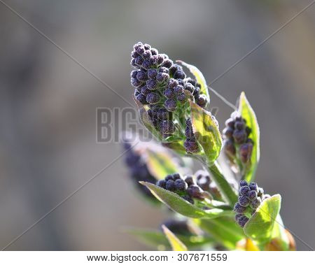 A Branch With Buds Of Purple Lilac, Backlit By The Spring Sun.