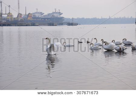 Swans In The Port. Lebed Swan Spread Its Wings. A Flock Of Swans In The Foreground On The Sea. In Th