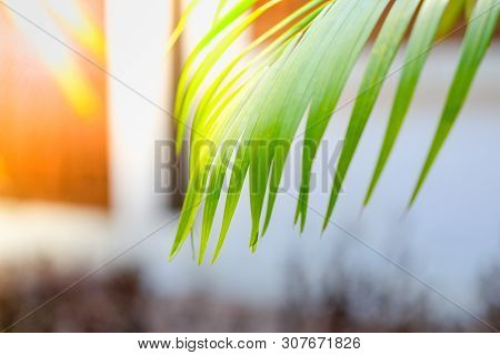 Close Up Of Palm Green Leaf. Greenary Nature Background Concept.