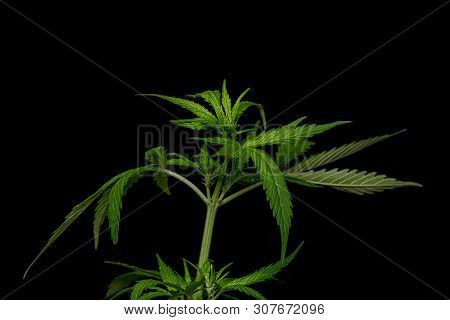 Young Green Auto Glueberry Variety Of Marijuana With Black Background