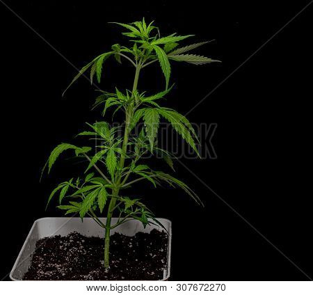Young Green Auto Glueberry Variety Of Marijuana With Black Background