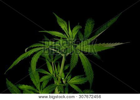 Young Green Auto Glueberry Variety Of Marijuana With Black Background