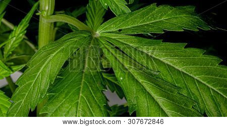 Young Green Auto Glueberry Variety Of Marijuana With Black Background