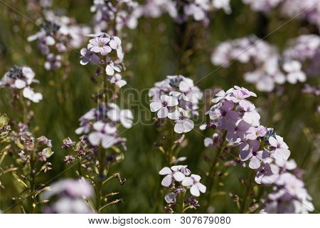 Flowers Of The Stonecress Aethionema Grandiflorum