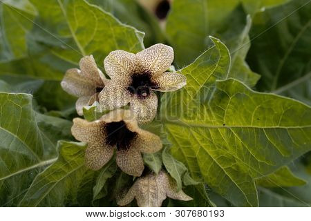 Flower Of A Black Henbane, Hyoscyamus Niger