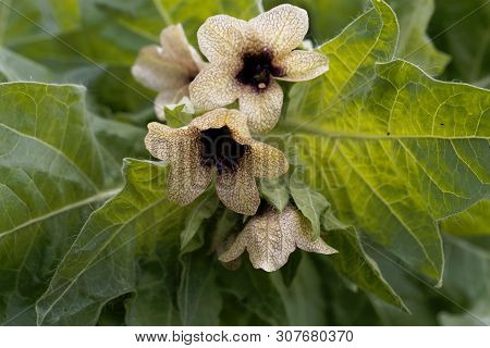 Flower Of A Black Henbane, Hyoscyamus Niger