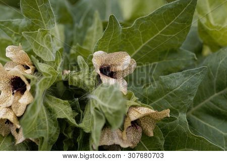 Flower Of A Black Henbane, Hyoscyamus Niger